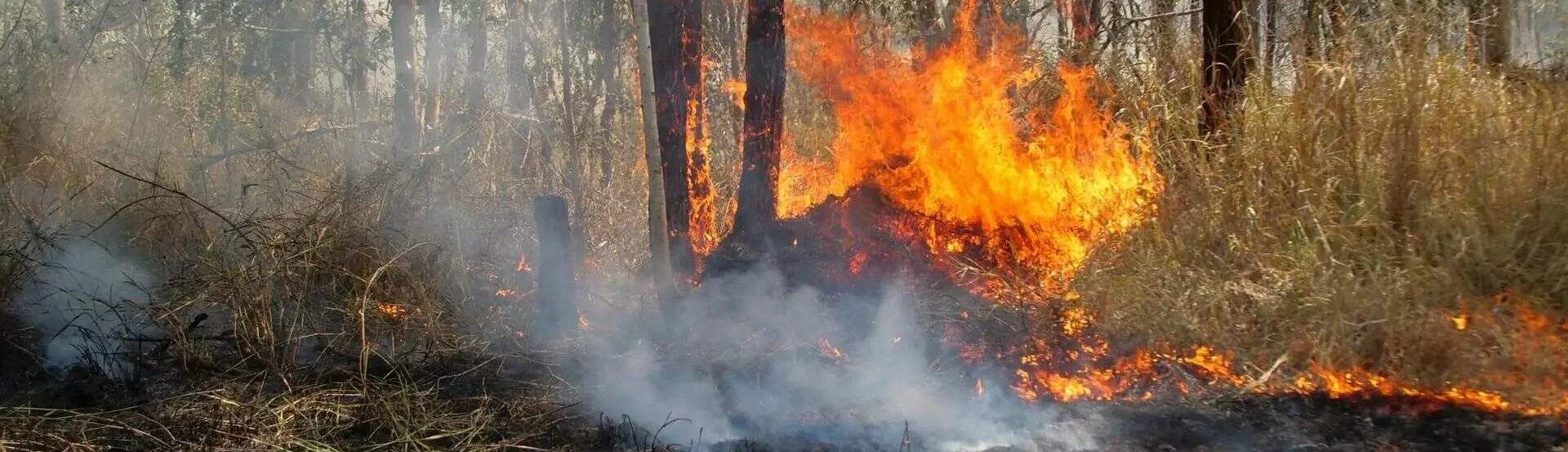 Bushfires